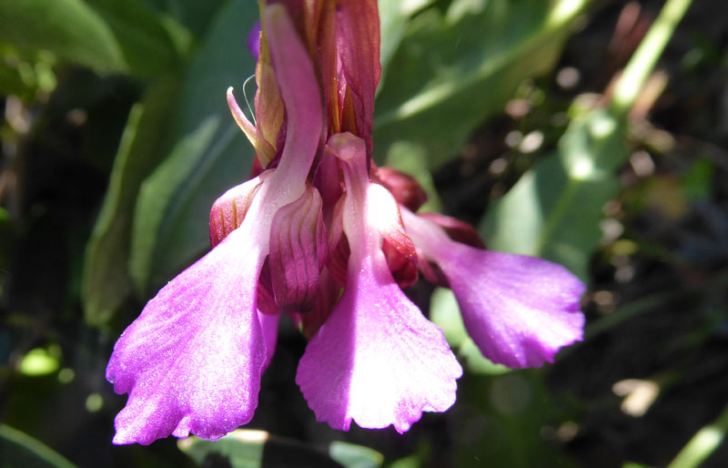 Anacamptis papilionacea ( e Anacamptis x gennarii)